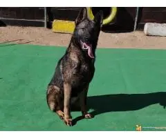 Nemacki ovcar gvozdeno sivi muzjaci