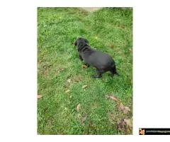 Poklanjam zenku labradora