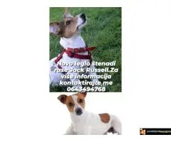 Čistokrvni štenci Jack Russell