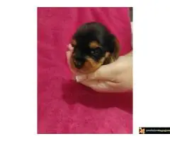 Stenci jorksirskog terijera - 6