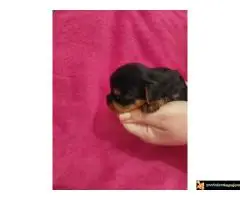 Stenci jorksirskog terijera - 7