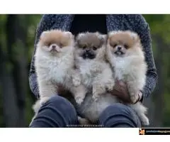 Pomeranac Boo štenci - 2