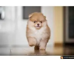 Pomeranac Boo štenci - 3