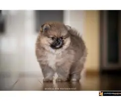 Pomeranac Boo štenci - 4