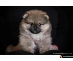 Pomeranac Boo štenci - 5