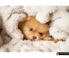 Pomeranac Boo štenci - 6