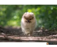 Pomeranac Boo štenci - 7