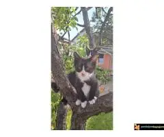 Dajemo macice za udomljavanje - 2