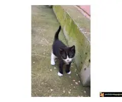 Dajemo macice za udomljavanje - 4