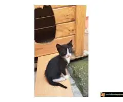 Dajemo macice za udomljavanje - 5