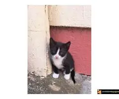 Dajemo macice za udomljavanje - 6