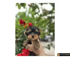 Na prodaju stenci jorksirskog terijera