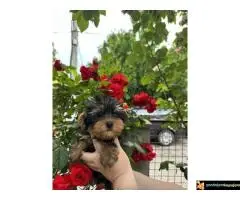 Na prodaju stenci jorksirskog terijera