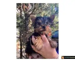 Na prodaju stenci jorksirskog terijera