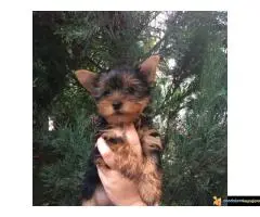 Na prodaju stenci jorksirskog terijera