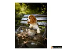 Kavalije španijel kralja Čarlsa, žensko štene - 2