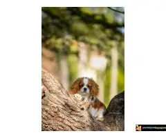 Kavalije španijel kralja Čarlsa, žensko štene - 3