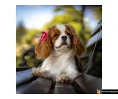 Kavalije španijel kralja Čarlsa, žensko štene - 4