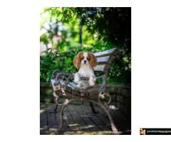 Kavalije španijel kralja Čarlsa, žensko štene - 5