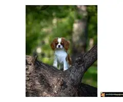 Kavalije španijel kralja Čarlsa, žensko štene - 6