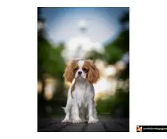 Kavalije španijel kralja Čarlsa, žensko štene - 7