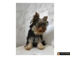 Jorkširski terijer - JORKI