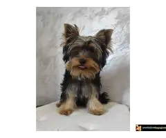 Jorkširski terijer - JORKI