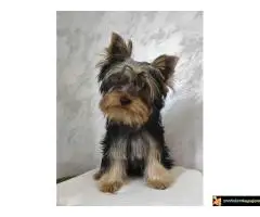 Jorkširski terijer - JORKI