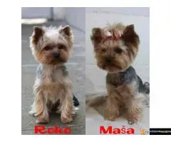 Jorkširski terijer - JORKI