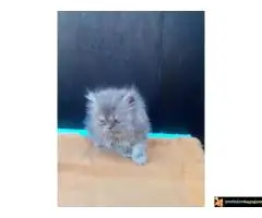 Persijski macici na prodaju, raznih boja - 2