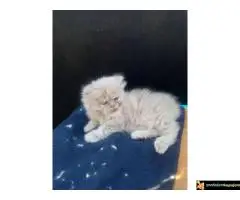 Persijski macici na prodaju, raznih boja - 3