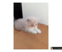 Persijski macici na prodaju, raznih boja - 4