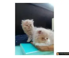 Persijski macici na prodaju, raznih boja - 5