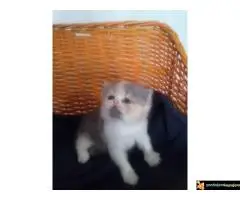 Persijski macici na prodaju, raznih boja - 6