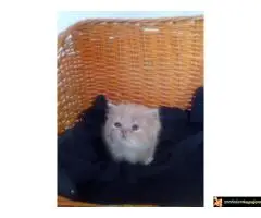 Persijski macici na prodaju, raznih boja - 7