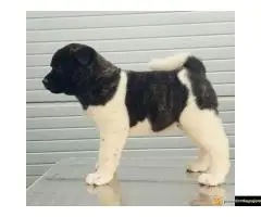 Americka Akita, stenci - 2