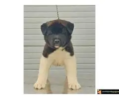 Americka Akita, stenci - 3