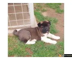 Americka Akita, stenci - 4