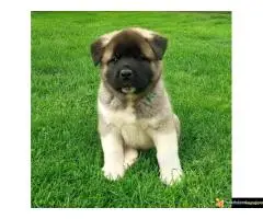 Americka Akita, stenci - 5