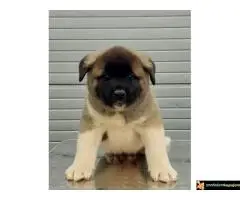 Americka Akita, stenci - 6