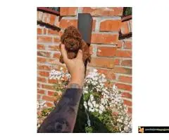 TOY PUDLE, crvene, - 2