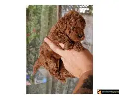 TOY PUDLE, crvene, - 3