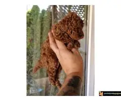 TOY PUDLE, crvene, - 4