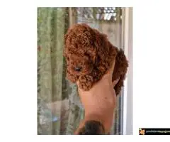 TOY PUDLE, crvene, - 5