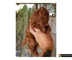 TOY PUDLE, crvene, - 6