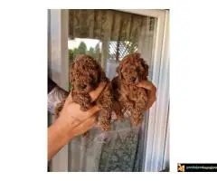 TOY PUDLE, crvene, - 7