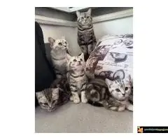 Britanski kratkodlaki mačici