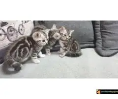 Britanski kratkodlaki mačici