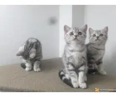 Britanski kratkodlaki mačici