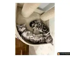 Britanski kratkodlaki mačici